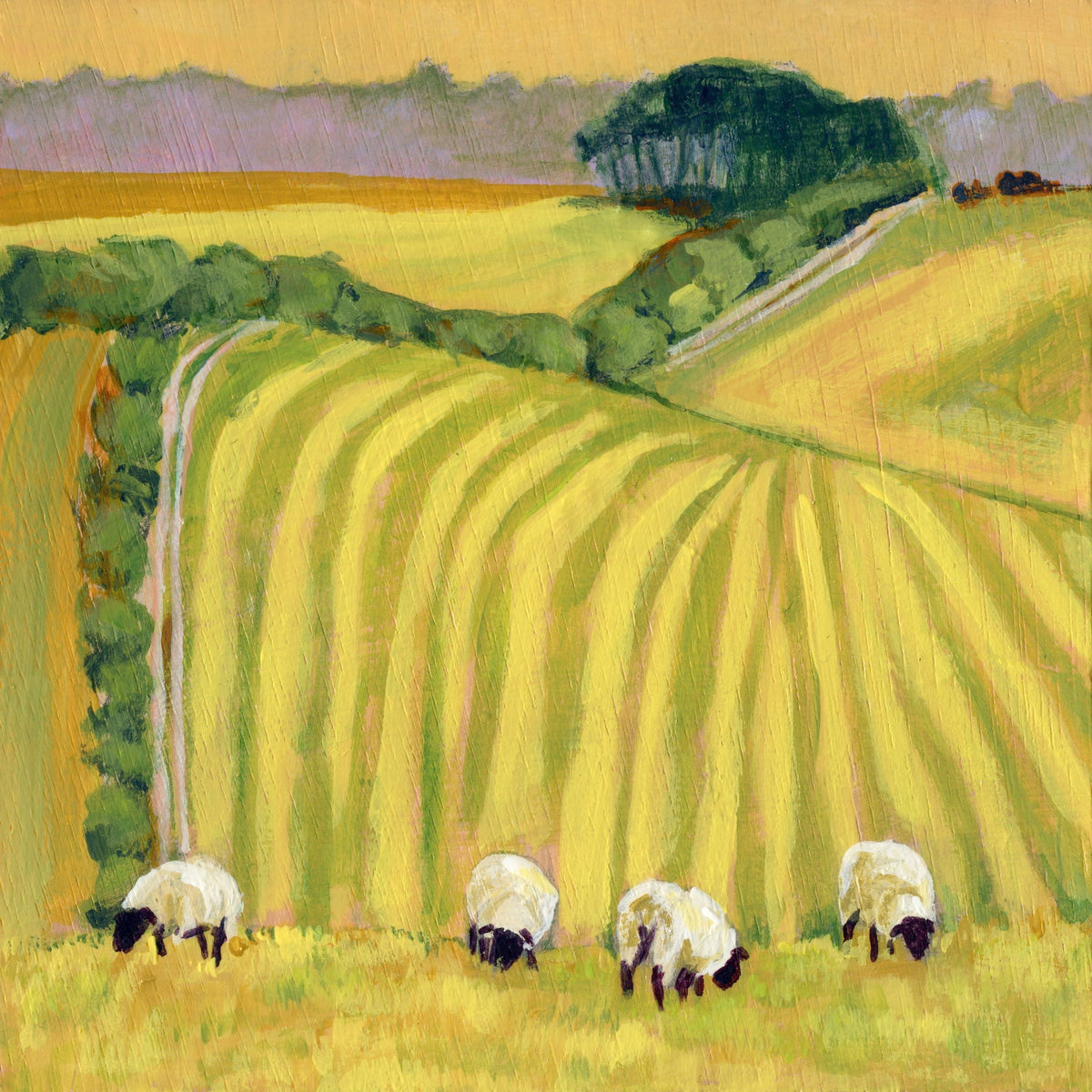 Sheep on a Striped Field in late Summer