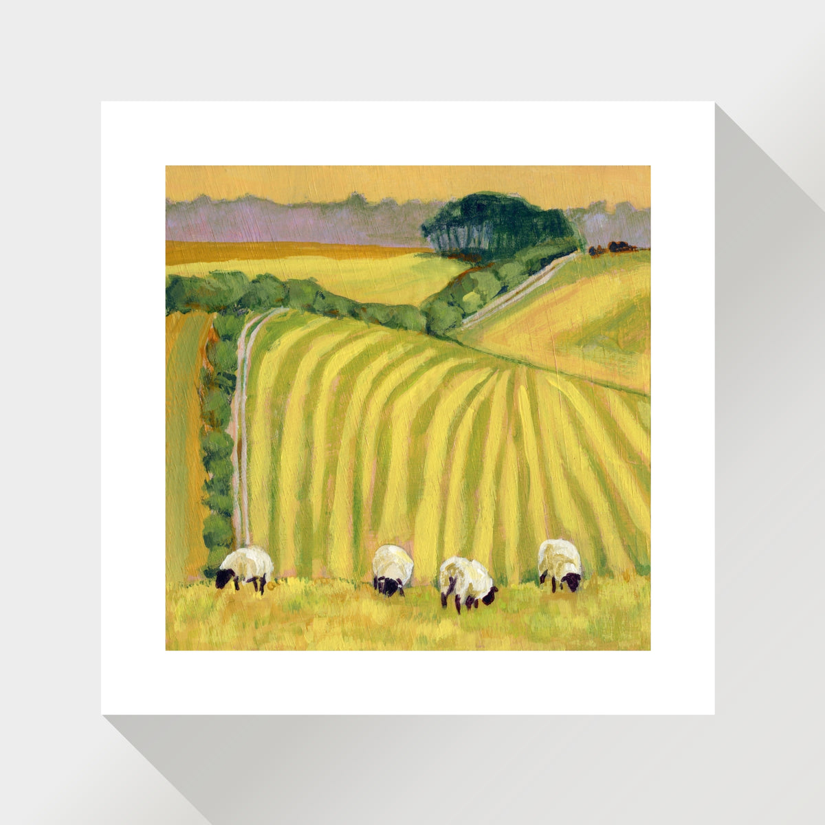 Sheep on a Striped Field in late Summer